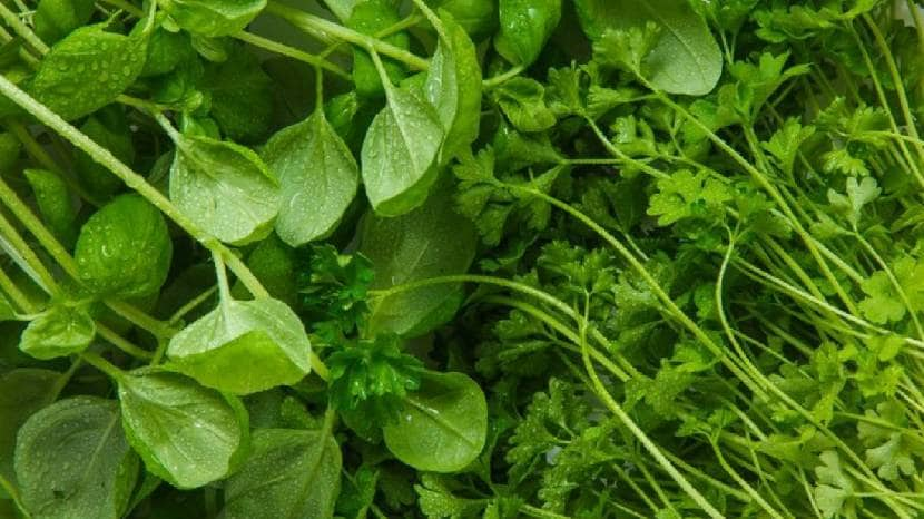 Fenugreek leavs cleaning tips 