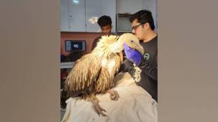 weakened Himalayan vulture in Uran improved after treatment discussions for its release in natural habitat