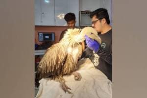 weakened Himalayan vulture in Uran improved after treatment discussions for its release in natural habitat