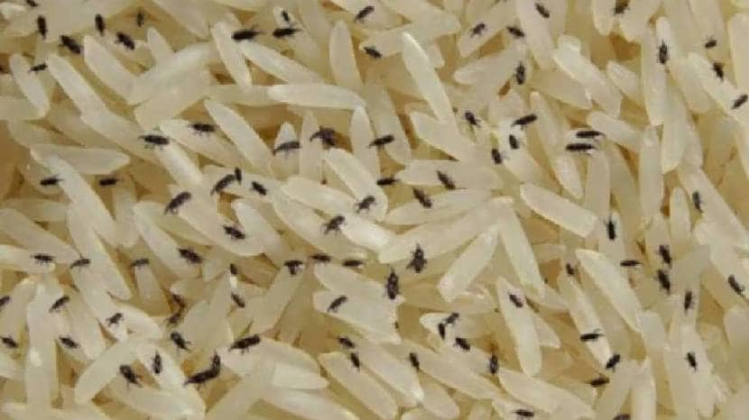 simple remedies to get rid of bugs in rice bins