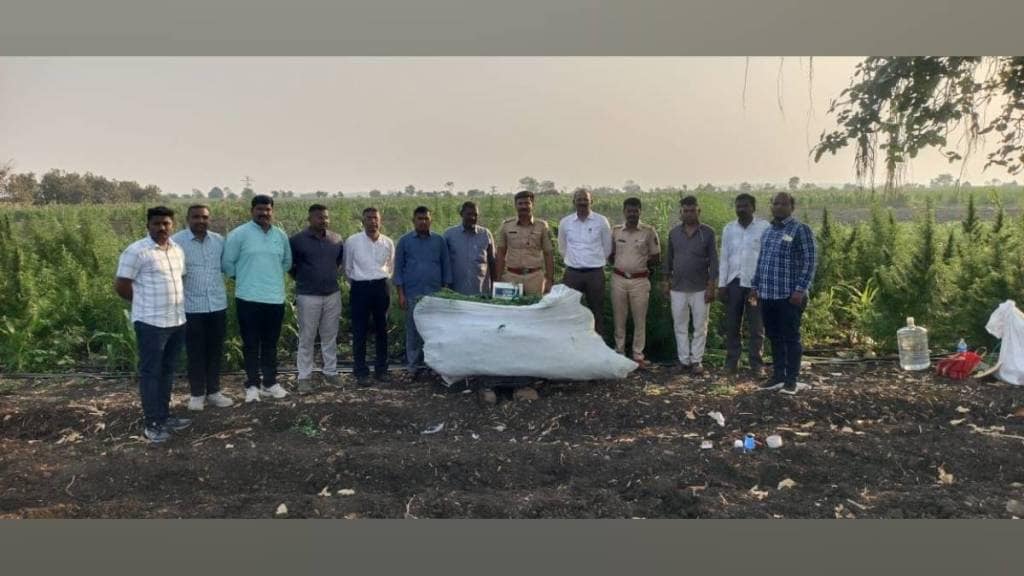 ganja plants cultivated for commercial purposes on forest land at Rupsingpada shirpur