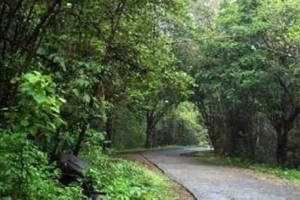 three baby vagathias brought from Kolhapur to sanjay gandhi national Park in borivali