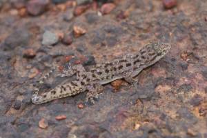 new pali species discovered on chalkewadi plateau highlights maharashtras biodiversity conservation importance