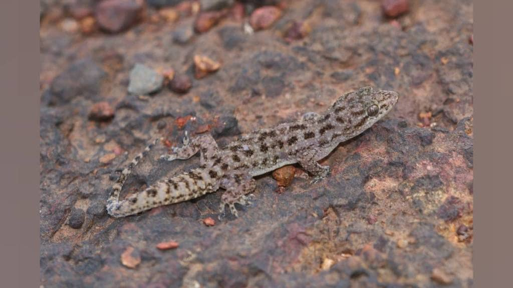 new pali species discovered on chalkewadi plateau highlights maharashtras biodiversity conservation importance