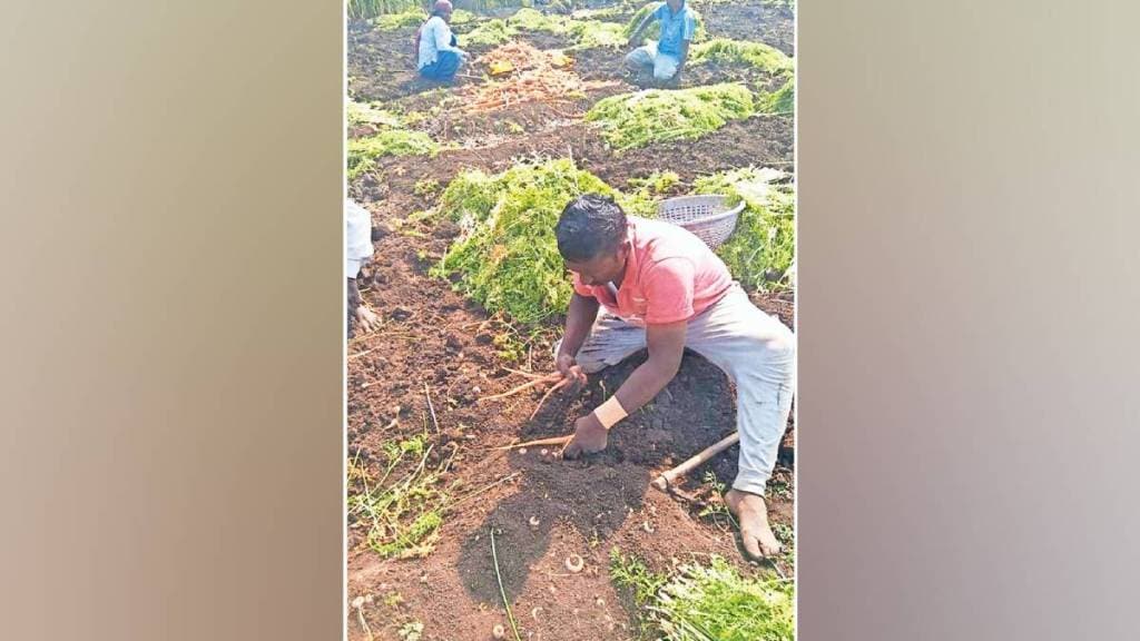 Kavalapur Black Soil , Carrot Cultivation,