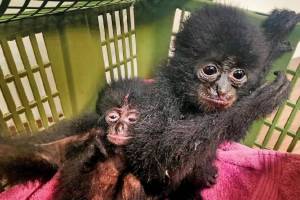 customs officials seized five Siamang gibbons at mumbai airport returning two to indonesia