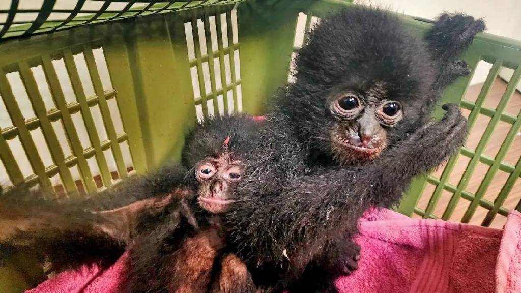 customs officials seized five Siamang gibbons at mumbai airport returning two to indonesia