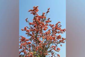 Flame of Forest , Summer , Tree , Flower ,