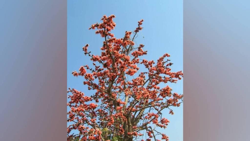 Flame of Forest , Summer , Tree , Flower ,