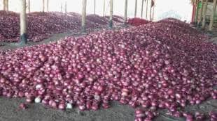 Ahilyanagar, farmers, onion cluster,