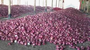 Rabi onion , hectares, cultivation ,