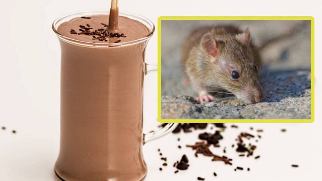 rat in chocolate shake pune