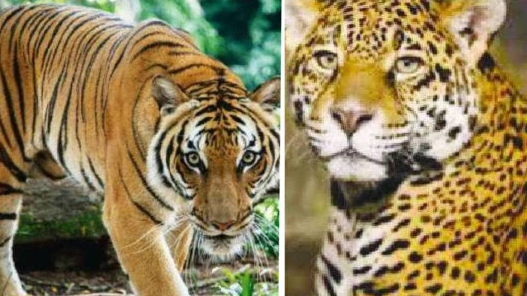 Protection, tigers, leopards , artificial intelligence,