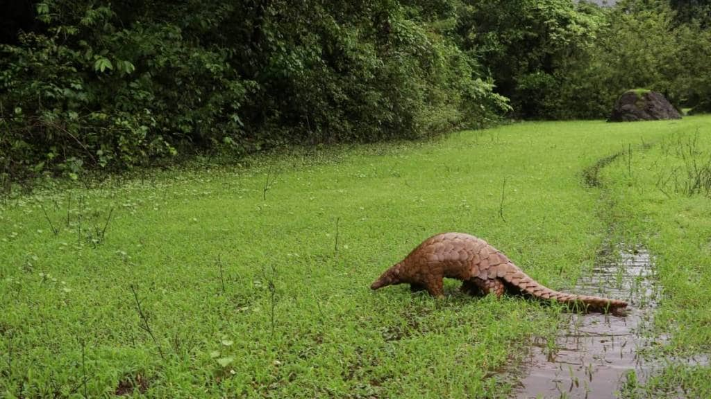 Konkan pangolin endangered species faces threat from smuggling with several incidents reported