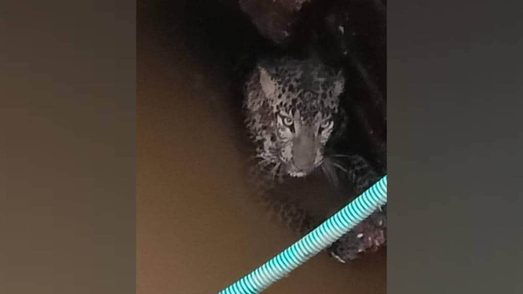 leopard fell into well in gawade amber but was rescued and released