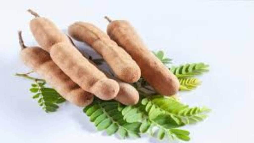 arrival of tamarind started in latur and udgir markets since last month and this year price of tamarind is double that of last year