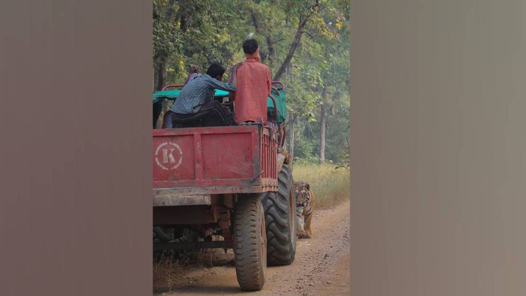 tractor entered tiger reserve but tiger suddenly appeared in front of it video get viral