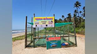 forty seven sea turtle hatchlings released into sea at ganapatipule with Tturtle friends support