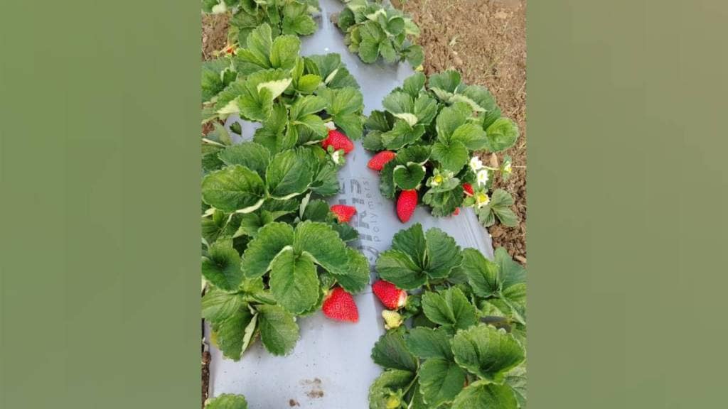 farmers in chikhaldara shifted from traditional crops to strawberry farming due to changing times