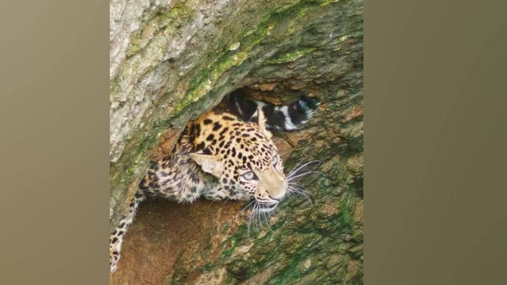 buldhana forest department rescued female leopard from fifty foot well using a cage