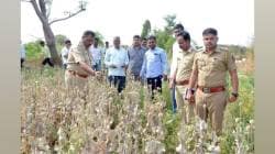 पोलिसांनी ११.४६ लाखांची अफू केली जप्त, अहिल्यानगरमध्ये अफूची शेती; ४ गुंठ्यात लागवड