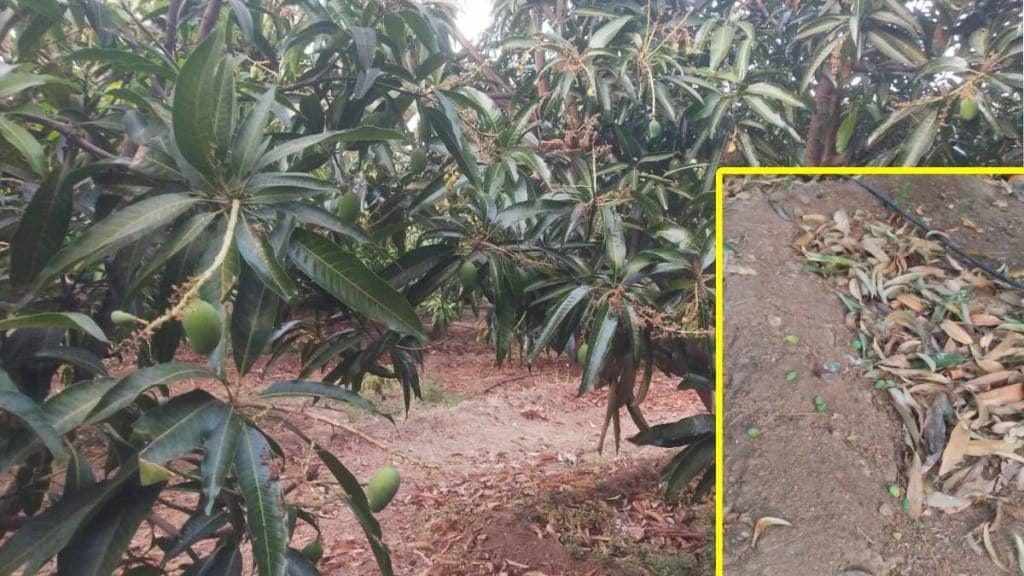 Sangli, decline , mango production, mango ,