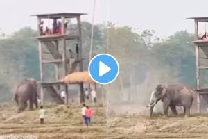 Man Jumped From The Second Floor To Save His Life From An Elephant Attack