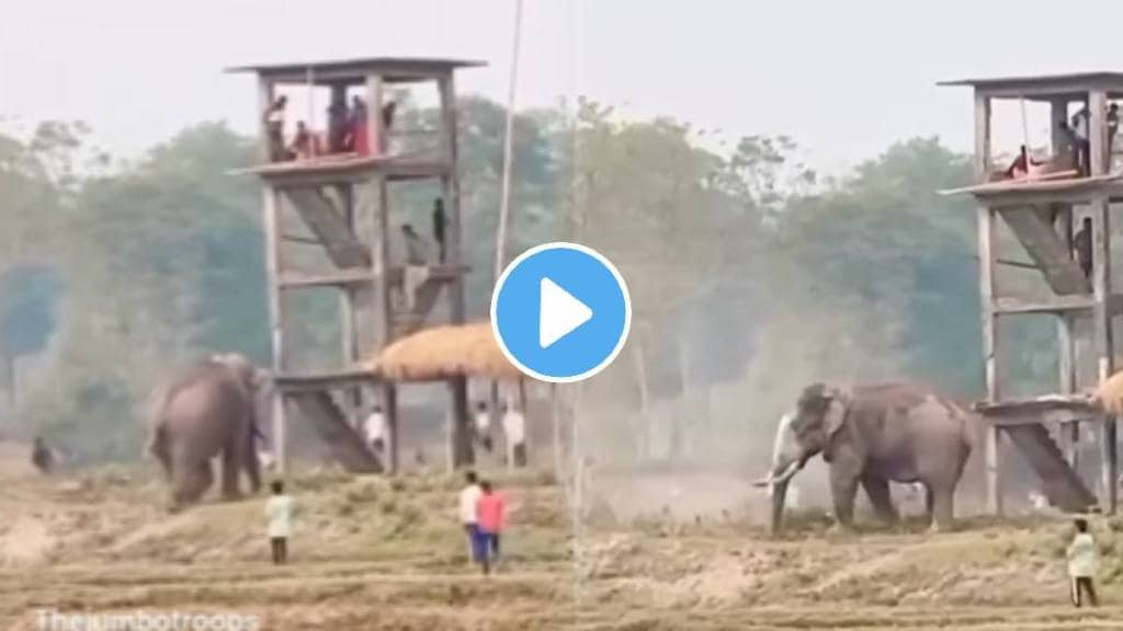 Man Jumped From The Second Floor To Save His Life From An Elephant Attack