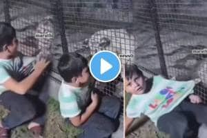 The lion grabbed the kid's t-shirt listen what he said funny video goes viral