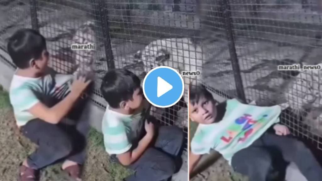 The lion grabbed the kid's t-shirt listen what he said funny video goes viral