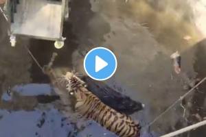 Tiger cub and wild boar fall into same well after chase goes wrong in MadhyaPradesh's Seoni shocking video