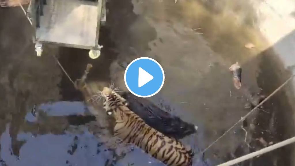 Tiger cub and wild boar fall into same well after chase goes wrong in MadhyaPradesh's Seoni shocking video