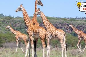 Why do giraffes have long necks? Discover 10 interesting facts about their necks Here