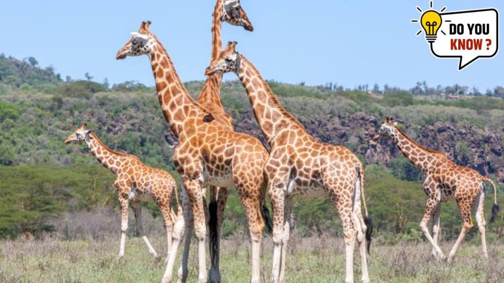 Why do giraffes have long necks? Discover 10 interesting facts about their necks Here