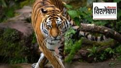 Sugarcane tiger: ऊसाच्या मळ्यात बागायती वाघाचा धुमाकूळ, शाळा, लग्न, सामाजिक कार्यक्रमही बंद; नेमके प्रकरण काय?