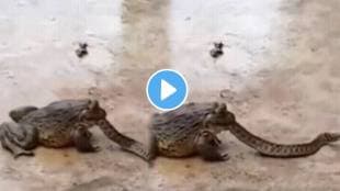 Frog swallowed half of the snake then suddenly cat arrived what happened next shocking video