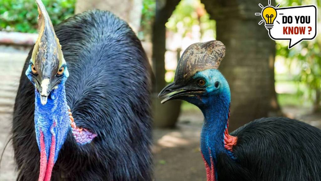 Meet Cassowary, World's Most Dangerous Bird Capable Of Killing A Human