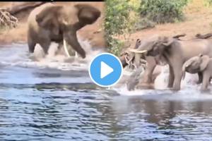 Crocodile Fight With Baby Elephant