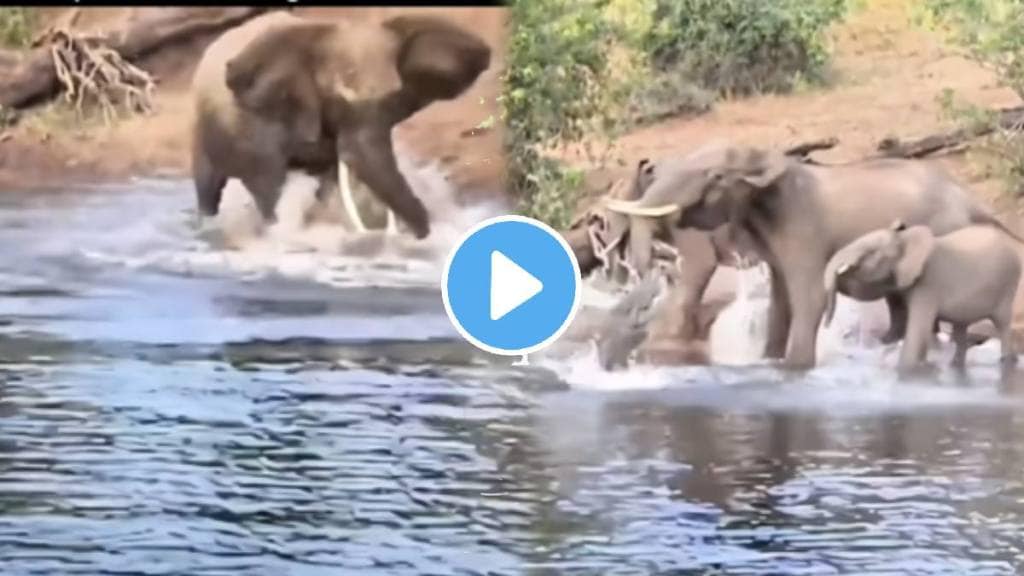 Crocodile Fight With Baby Elephant