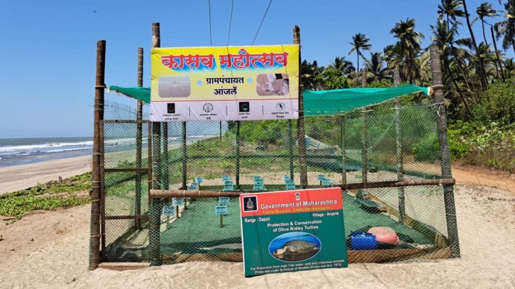 Kandalvan Department succeeds in conserving 48701 Olive Ridley turtle eggs in Ratnagiri district