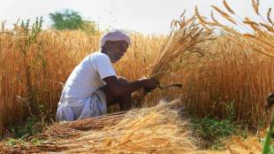 increase in Rabi crop sowing country farming farmers