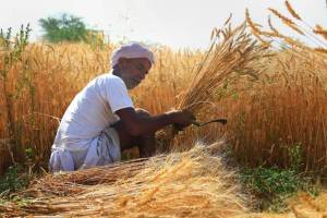 increase in Rabi crop sowing country farming farmers