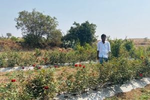 Rose farming in water-scarce areas like Kalas in Indapur taluka