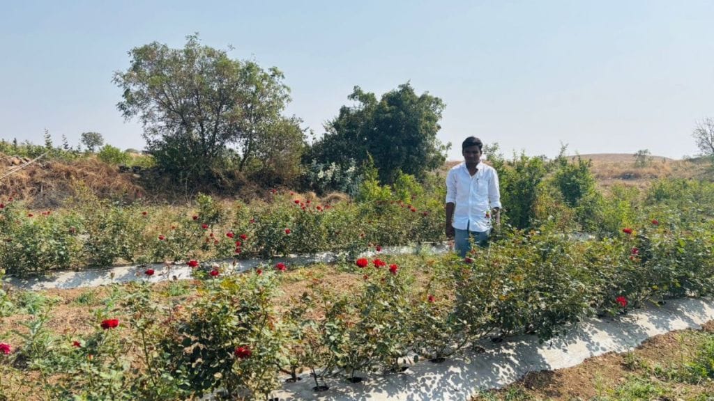 Rose farming in water-scarce areas like Kalas in Indapur taluka