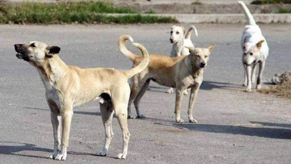 Special campaign in Chandrapur to control the number of stray dogs