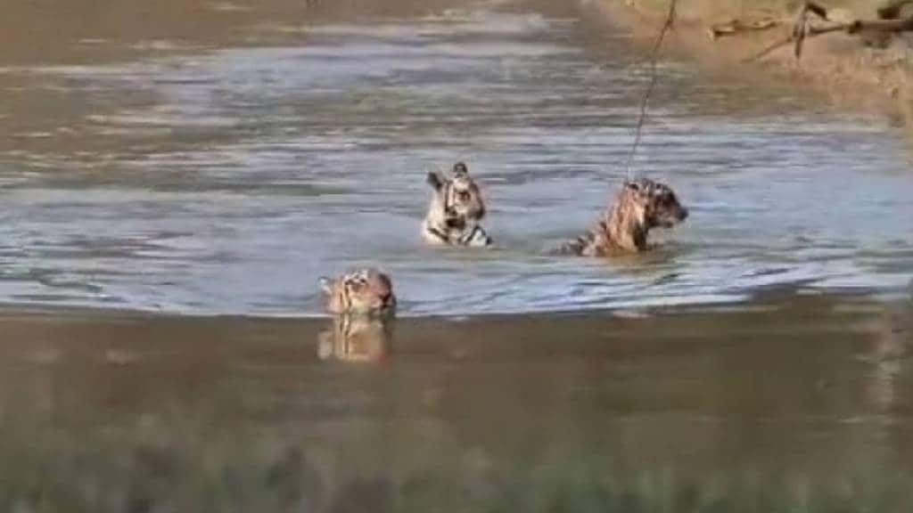 photographer Indrajeet Madavi capture video Tigress Chhoti Tara cubs enjoying bath Tadoba Andhari Tiger Project Wildlife