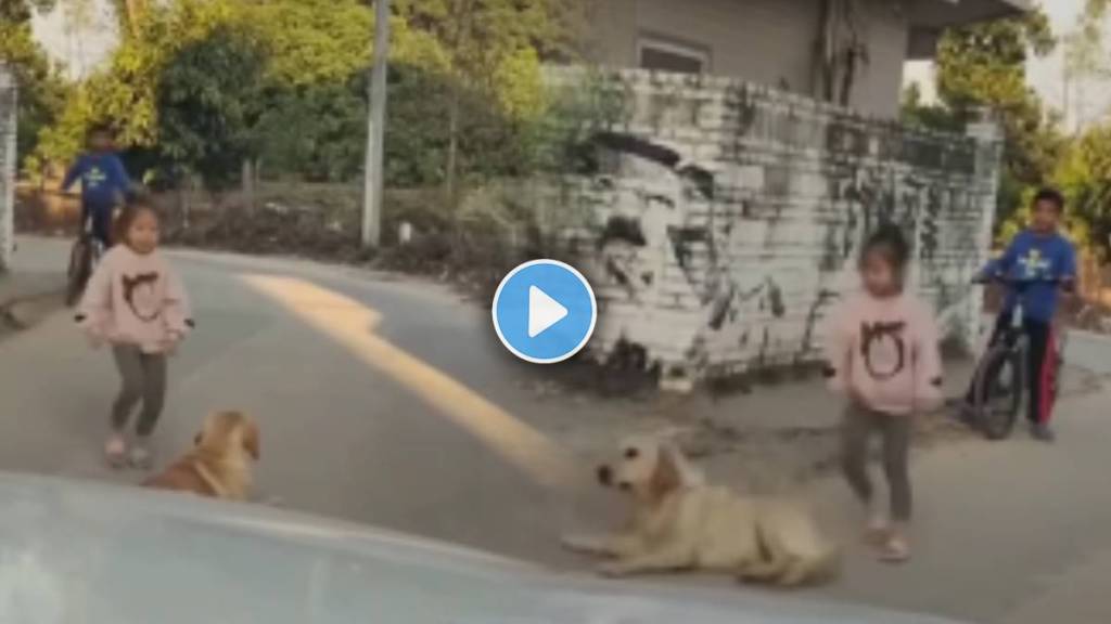 Video Shows Dog blocked the road