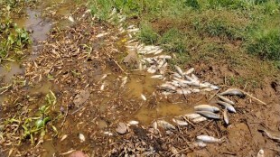 Sangli, fish dead , contaminated water ,