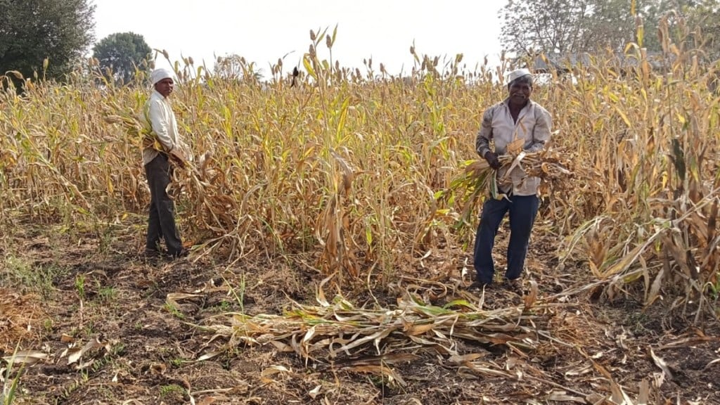 Sorghum , Indapur Taluka, Harvesting ,