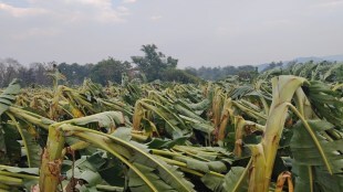 Sindhudurg, unseasonal rain,